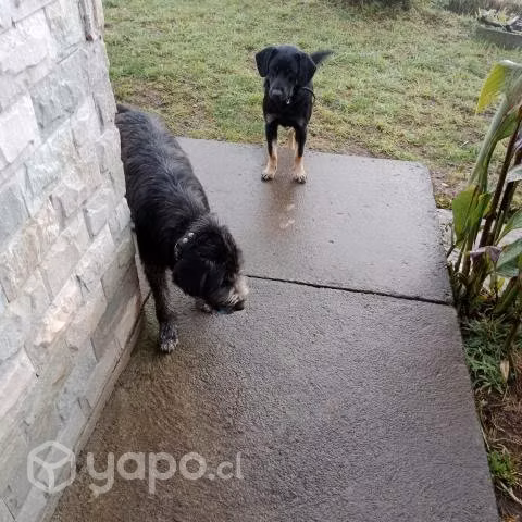 Regalo Cachorros Mestizos