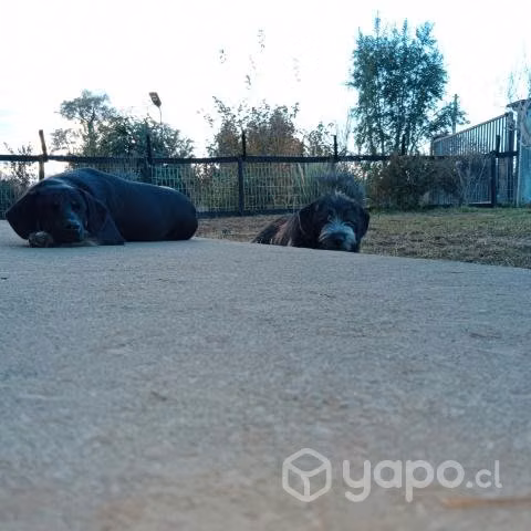 Regalo Cachorros Mestizos