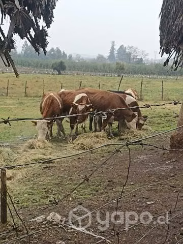 Guachos para engorda