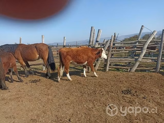 Guachos para engorda