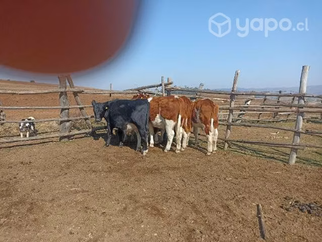 Guachos para engorda