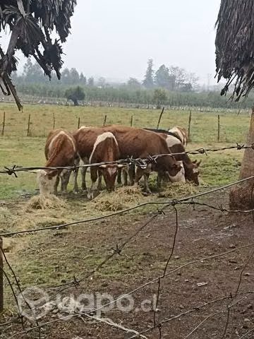 Guachos para engorda