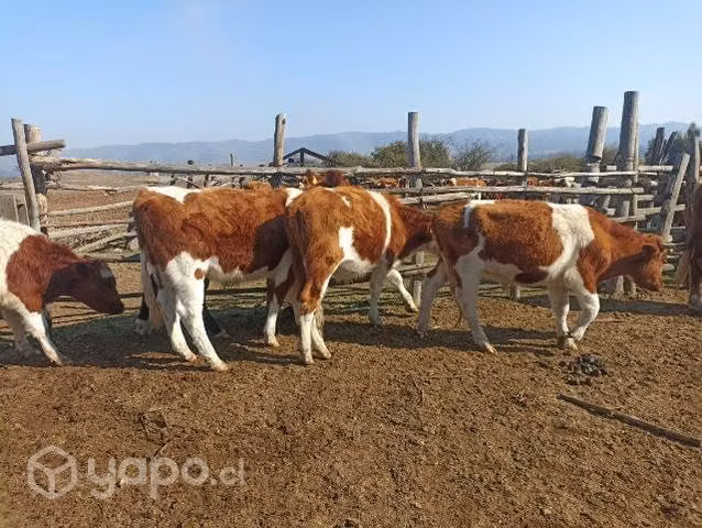 Guachos para engorda