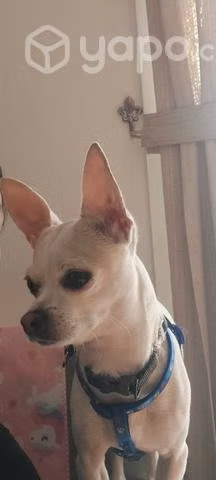 Ando en busca de una novia