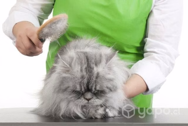 Peluqueria felina a domicilio o en clinica