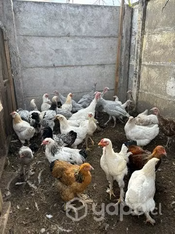 Aves de raza