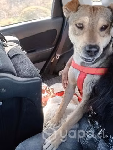 Se Regala Perrito