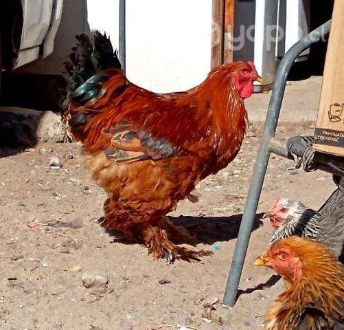 Gallos Brahma - Imagen 3