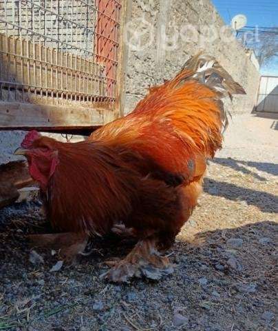 Gallos Brahma - Imagen 2
