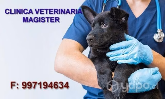 Clinica veterinaria -consulta-todos los servicios