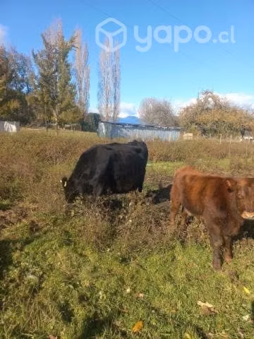 Vaca lechera más ternero conversable