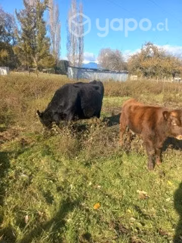 Vaca lechera más ternero conversable
