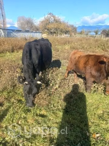 Vaca lechera más ternero conversable