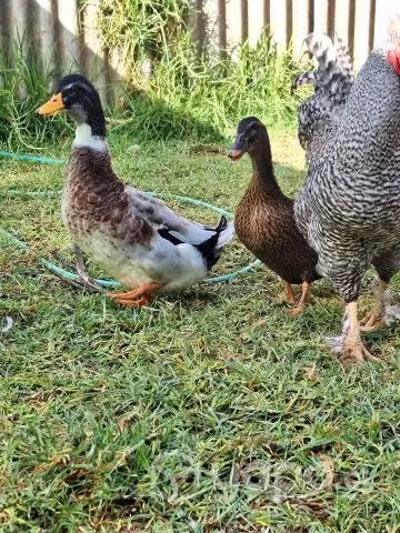 Parejas de patos
