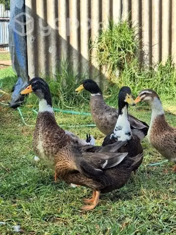 Parejas de patos