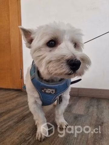 Traslado de Mascotas por Mudanza
