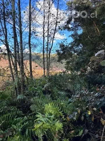 TERRENO, PARCELA en VALDIVIA CON ORILLA DE RÍO