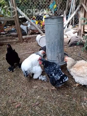 Gallinas y gallos