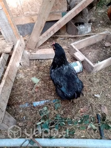 Gallinas y gallos