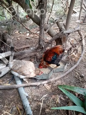 Gallinas y gallos