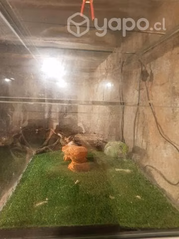 Terrario para reptiles o roedores - Imagen 2