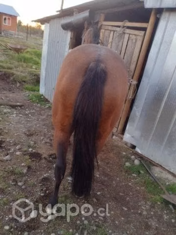 Yeguita