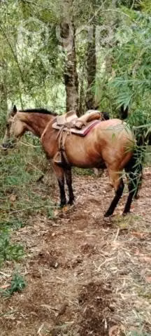 Caballo