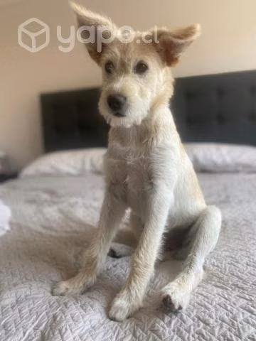 Perrito mestizo hijo pumi busca familia
