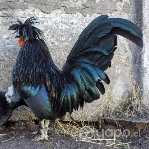 V o P gallos polacos