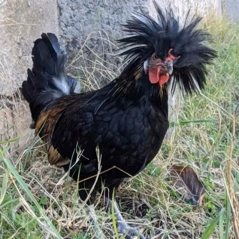 V o P gallos polacos