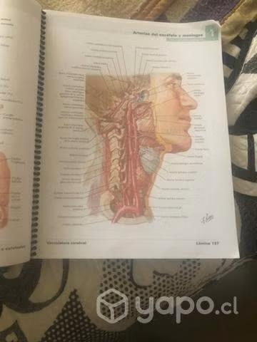 Atlas de anatomía humana
