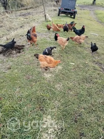 Gallinas