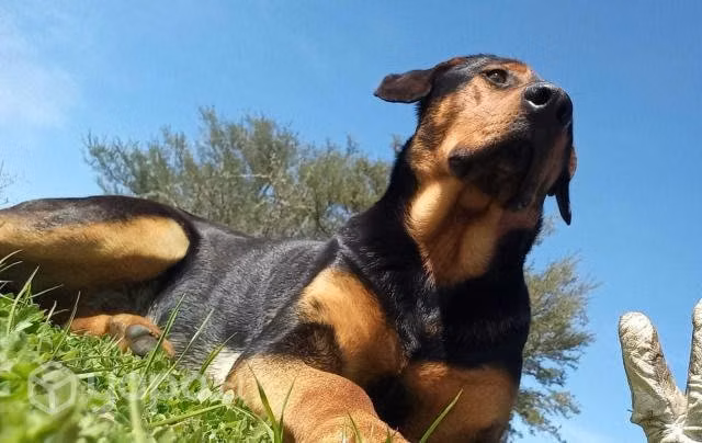 Hermoso perro busca nuevo hogar - Imagen 2