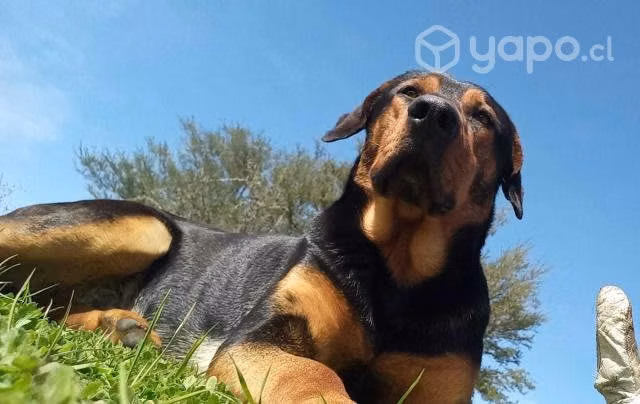 Hermoso perro busca nuevo hogar