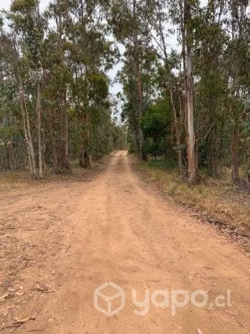 Venta Parcela Tunquen 5.000m2