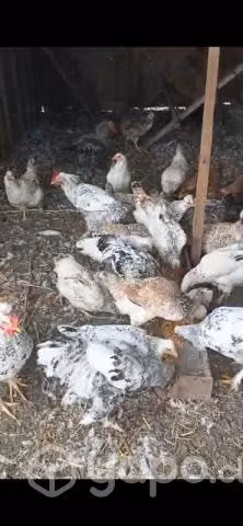 Gallinas mestizas