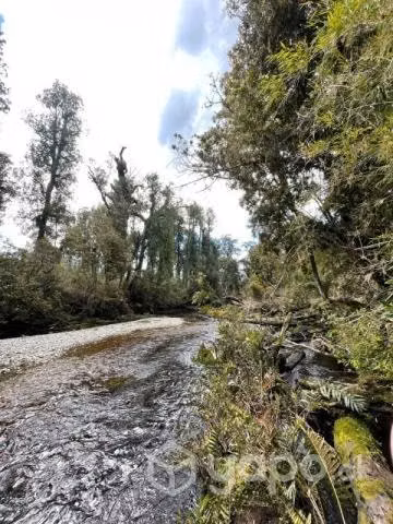 Macrolotes en chiloe- quemchi