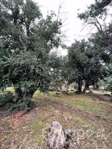 Venta terreno 8 ha en Codegua - Imagen 12