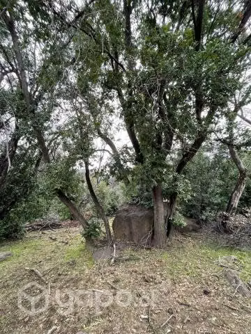 Venta terreno 8 ha en Codegua - Imagen 10