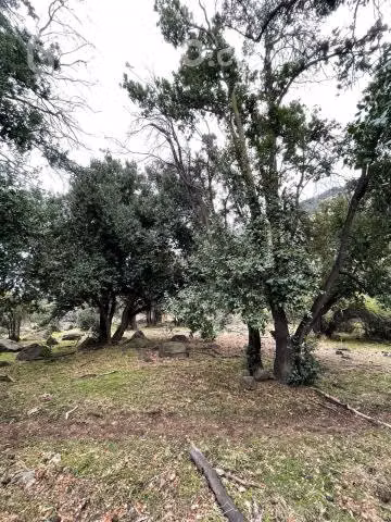 Venta terreno 8 ha en Codegua - Imagen 11