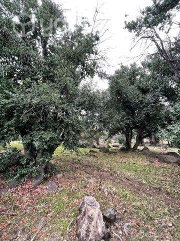 Venta terreno 4 ha Codegua - Imagen 12