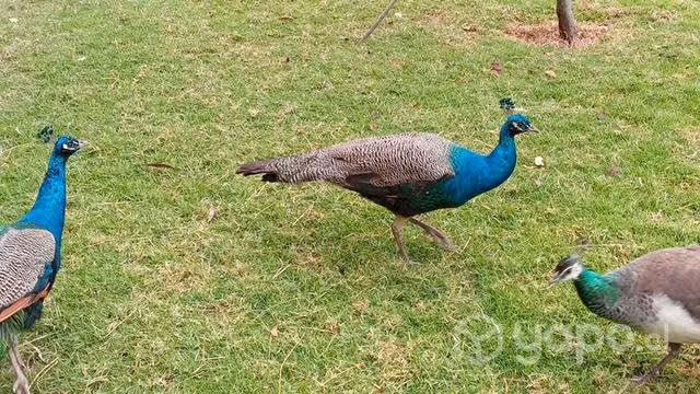 Pavos real, gallos kolloncos - Imagen 4
