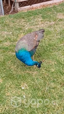 Pavos real, gallos kolloncos - Imagen 6