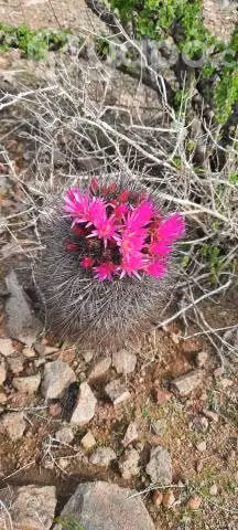 La Puntilla , La Herradura Coquimbo