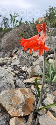 La Puntilla , La Herradura Coquimbo