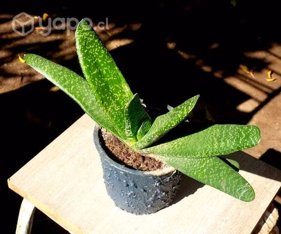 Suculenta Gasteria Verrucosa
