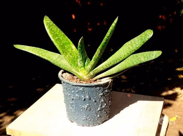 Suculenta Gasteria Verrucosa