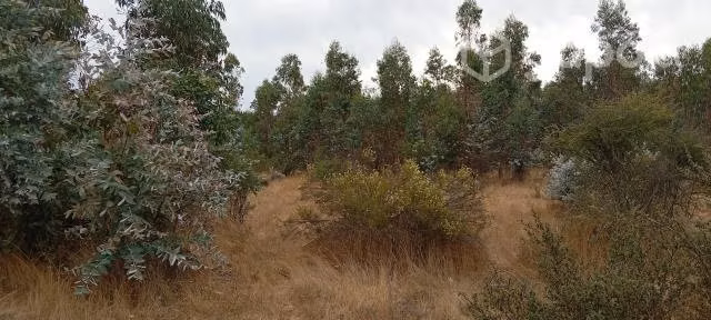 Parcela 5000m2 cauquenes