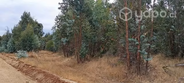 Parcela 5000m2 cauquenes - Imagen 2