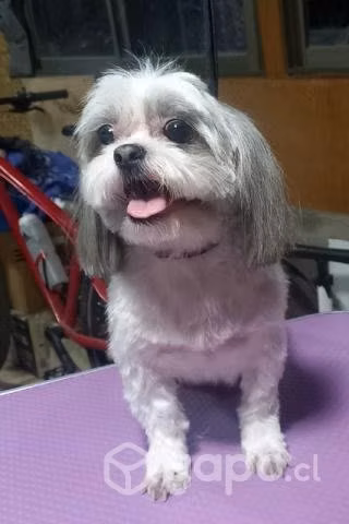 Peluquería canina a domicilios